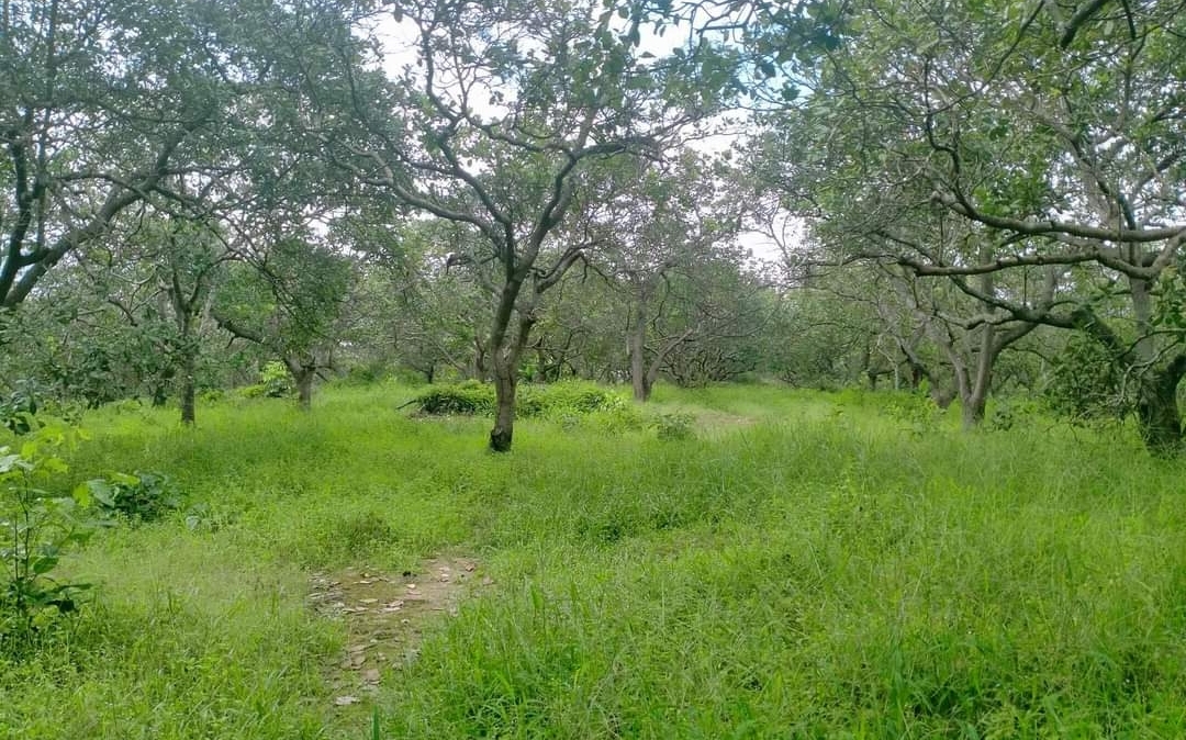 Bán đất xã Bình Tân dt 2,7ha giá 1,7tỷ