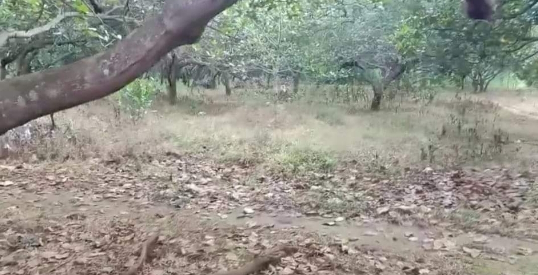 Bán đất xã Đăk Ơ dt 3,5ha giá 450tr/ha