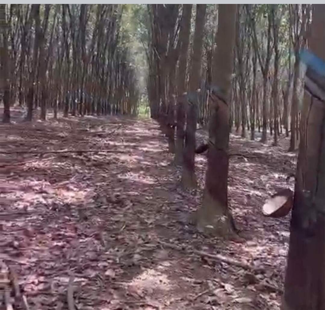 Bán đất xã Long Tân dt 2ha giá 2,9tỷ