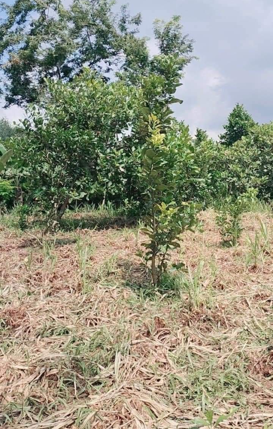 Bán đất xã Tân Tiến dt 3,2sài giá 650tr