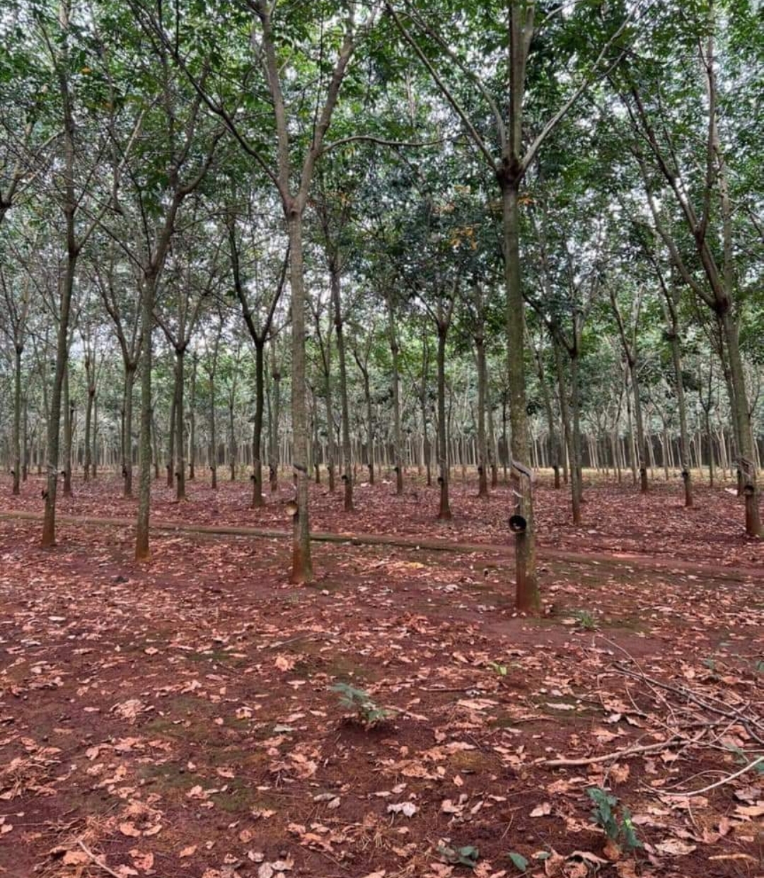 Bán đất xã Phước Tân dt 1,1ha giá 2tỷ
