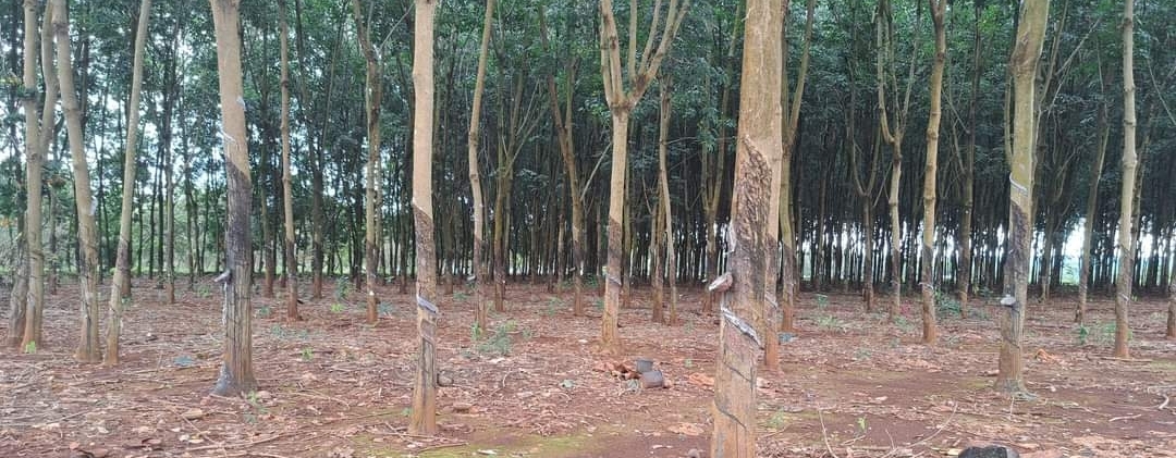 Bán đất xã Long Bình dt 2,5ha giá 1tỷ/ha