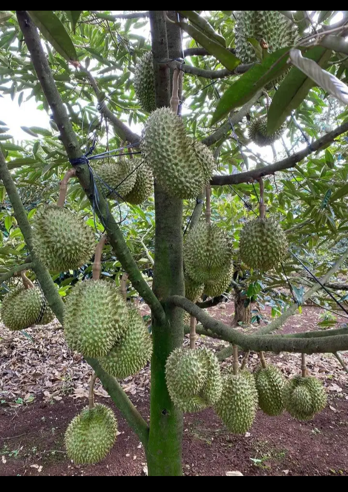 Bán đất xã Lộc An giá 7tỷ5 dt 2ha4