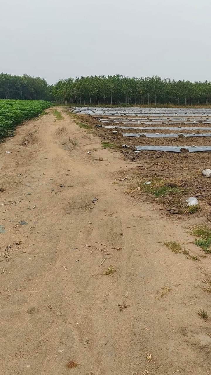 Bán đất xã Tân Hội giá 900tr/mẫu dt 3ha