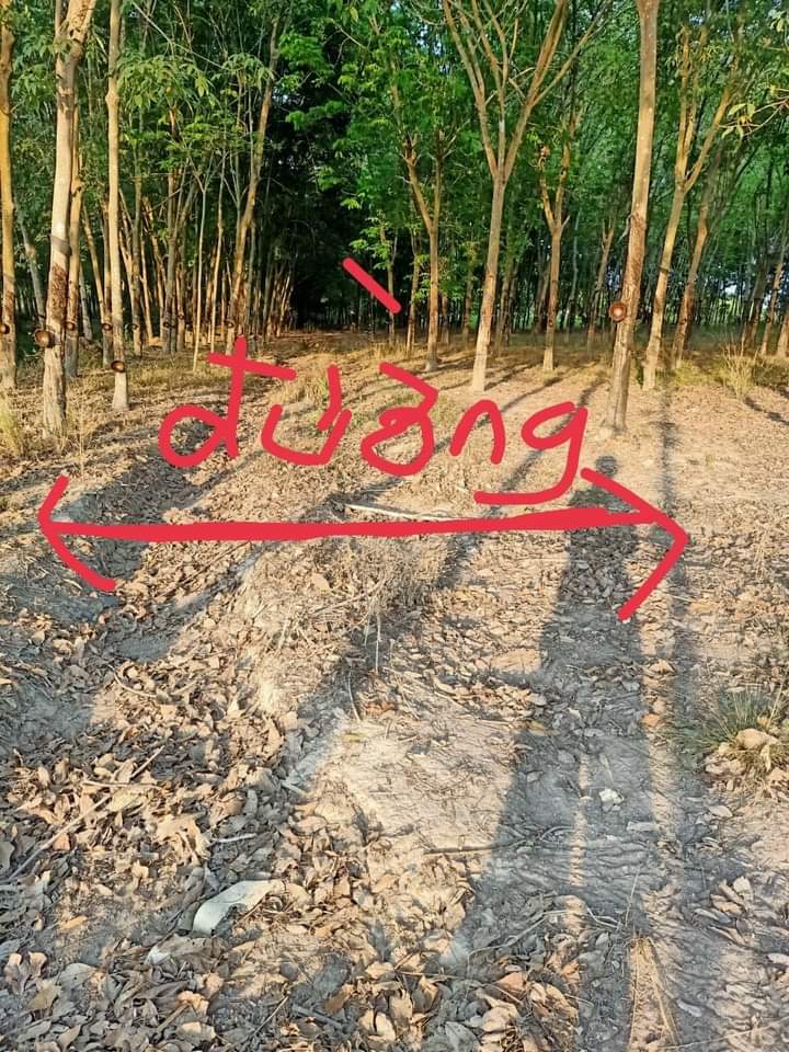 Bán đất xã Thạnh Đông giá 1 tỷ 500tr dt 5,3 sào